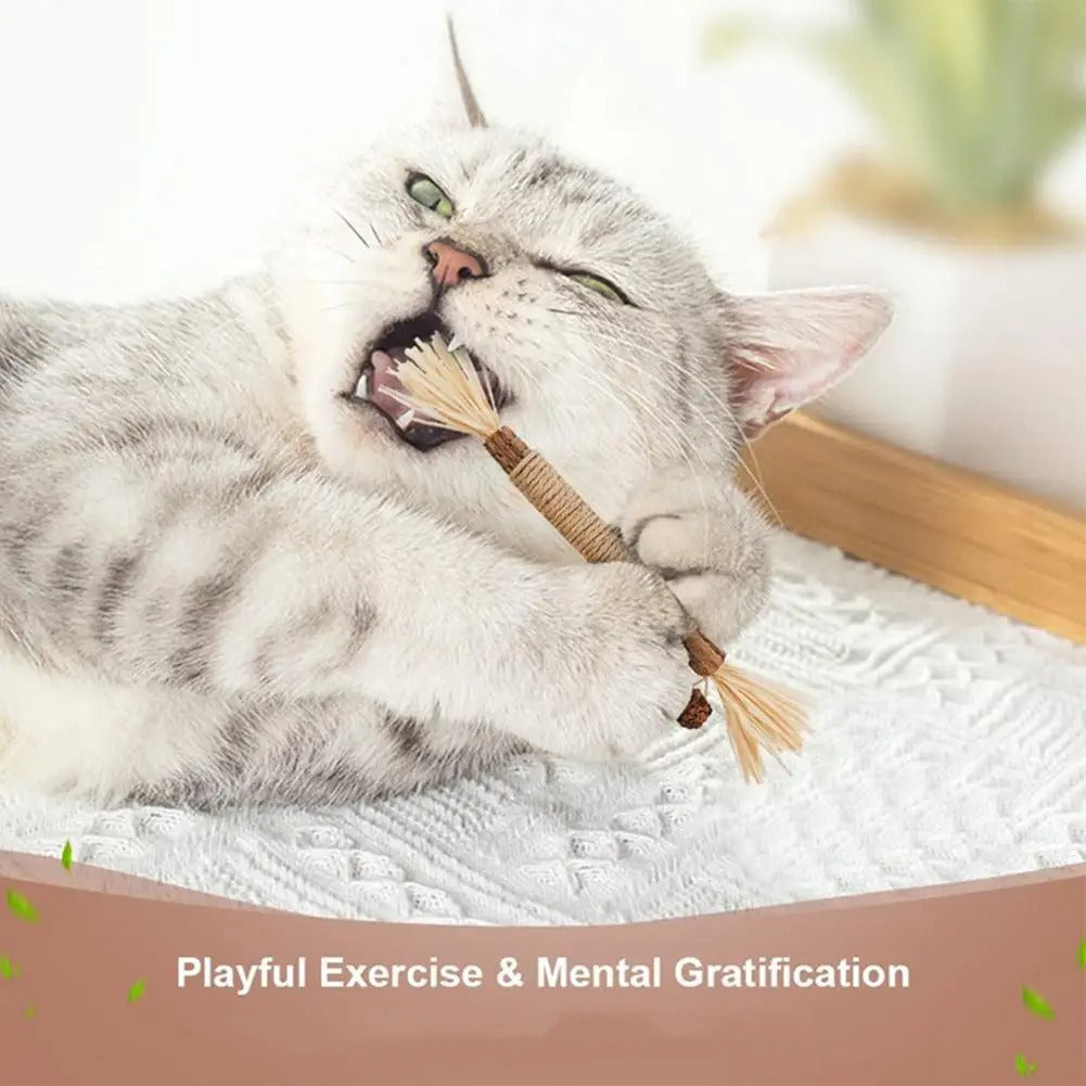 Gray cat chewing on a natural dental stick, promoting playful exercise and mental stimulation. 3 pack of cat dental sticks.