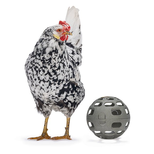 Chicken Snack Ball – 100% Recycled, Foraging &amp; Play Feeder