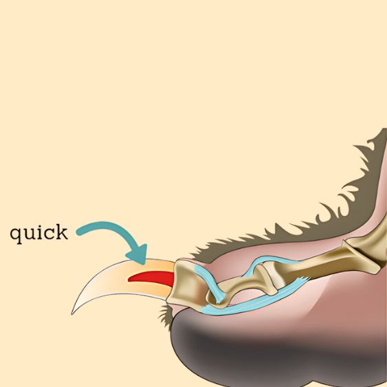 Illustration of the Silent Groom Pro showing the quick area of a bird&