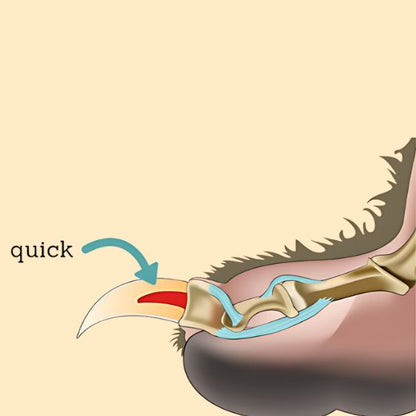Illustration of the Silent Groom Pro showing the quick area of a bird&
