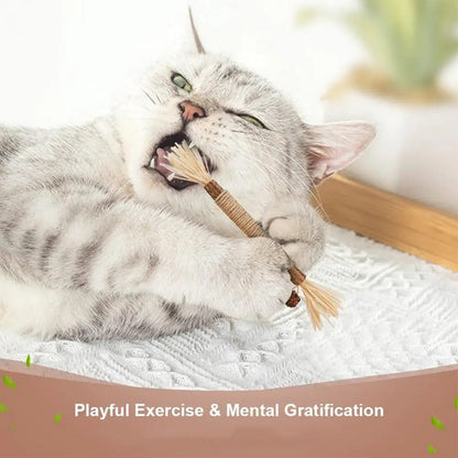 Gray cat chewing on a natural dental stick, promoting playful exercise and mental stimulation. 3 pack of cat dental sticks.